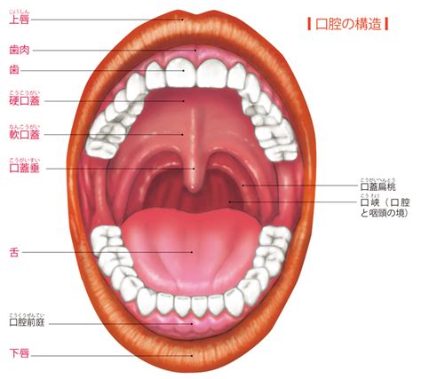 口角 場所|1.口腔内の構造 